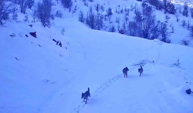 elazigda-kar-yagisi-sonrasi-kurt-surusu-koye-indi-SjAOaGLk.jpg