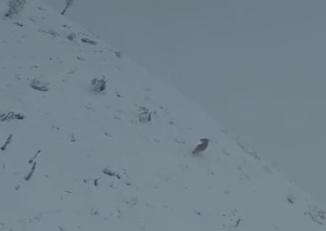 elazigda-kurt-surusu-goruntulendi-LSjM8aGA.jpg