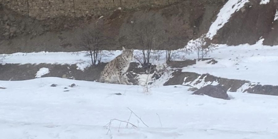 Elazığ'da Nesli Tehdit Altında Olan Vaşak Gözlemlendi Elazığ’da Nesli Tehdit Altında Olan Vaşak Gözlemlendi