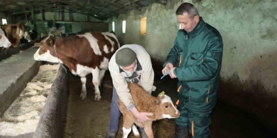 Elazığ'da Şap Hastalığına Karşı Aşılamalar ve Sağlık Taramaları Elazığ’da Şap Hastalığına Karşı Aşılamalar ve Sağlık Taramaları