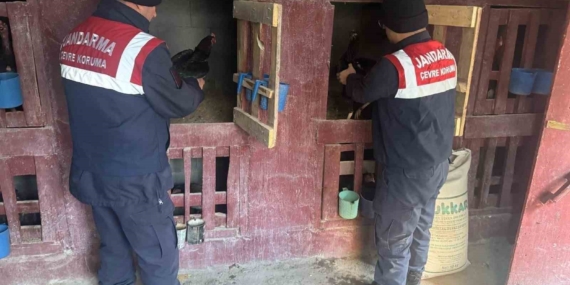 Erzurum'da Yasa Dışı Horoz Dövüşü Yaparken Yakalanan Üç Kişi Erzurum’da Yasa Dışı Horoz Dövüşü Yaparken Yakalanan Üç Kişi