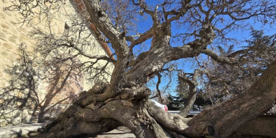 Kadir gecesi secde ettiği rivayet edilen 133 yıllık dut ağacı, görenleri hayrete düşürüyor Kadir gecesi secde ettiği rivayet edilen 133 yıllık dut ağacı, görenleri hayrete düşürüyor