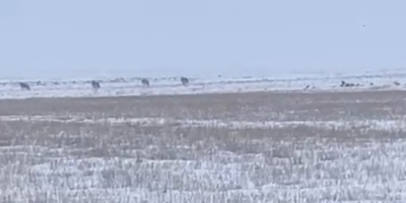 Kars'ın Akyaka İlçesinde Kurt Sürüsü Görüntülendi Kars’ın Akyaka İlçesinde Kurt Sürüsü Görüntülendi