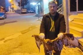 kurtalanda-kartal-kurtarma-operasyonu-Jxu5AAN6.jpg
