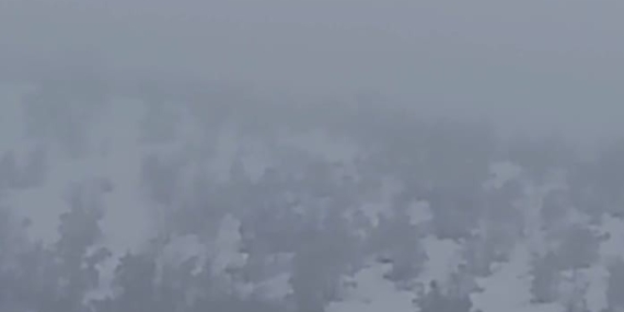 Malatya'da Domuzların Yiyecek Arayışı Malatya’da Domuzların Yiyecek Arayışı