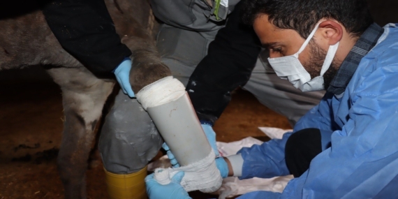 Mardin'de Eşeğe Protez Takıldı: Hayvan Sağlığına Duyarlılık Mardin’de Eşeğe Protez Takıldı: Hayvan Sağlığına Duyarlılık