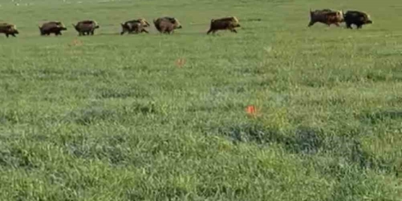 Mardin'in Nusaybin İlçesinde Domuz Sürüsü Görüntülendi Mardin’in Nusaybin İlçesinde Domuz Sürüsü Görüntülendi