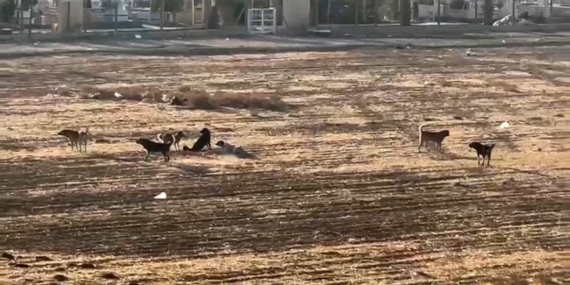 Nusaybin'de Sokak Köpekleri Endişesi Nusaybin’de Sokak Köpekleri Endişesi