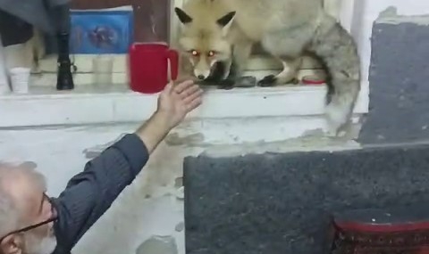 Oltu'da Kış Eğlencesine Katılan Tilki Sürprizi Oltu’da Kış Eğlencesine Katılan Tilki Sürprizi