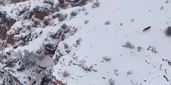 Oltu'da Yaban Hayatı Görüntüleri: Yaban Keçileri ve Kurtlar Oltu’da Yaban Hayatı Görüntüleri: Yaban Keçileri ve Kurtlar