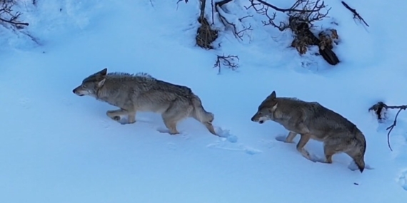 Tunceli'de Dron ile Görüntülenen Kurt Ailesi Tunceli’de Dron ile Görüntülenen Kurt Ailesi