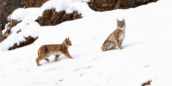 Tunceli'de Vaşak Ailesinin Görüntülenmesi Tunceli’de Vaşak Ailesinin Görüntülenmesi