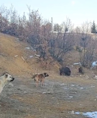 tuncelide-yaban-domuzlari-mahalleye-indi-EPakg8rR.jpg