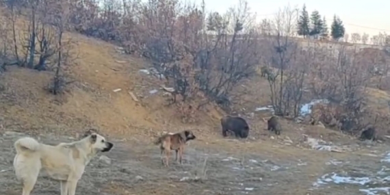 Tunceli'de Yaban Domuzları Mahalleye İndi Tunceli’de Yaban Domuzları Mahalleye İndi