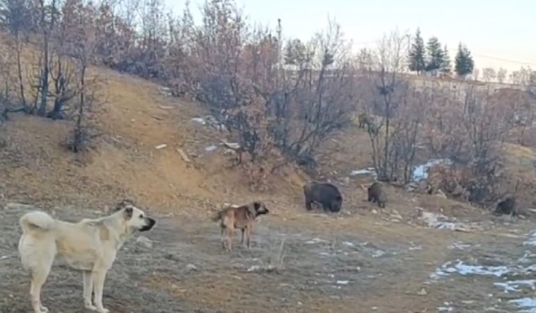 tuncelide-yaban-domuzlari-mahalleye-indi-EPakg8rR.jpg
