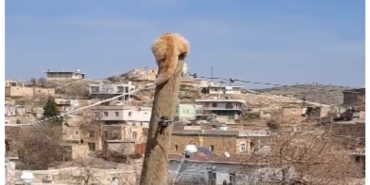 agactan-kacan-kediyi-itfaiye-kurtardi-kopek-ve-kedinin-ilginc-hikayesi-FRmLkrT3.jpg