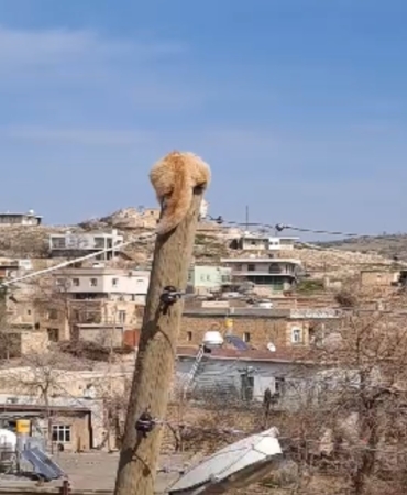 agactan-kacan-kediyi-itfaiye-kurtardi-kopek-ve-kedinin-ilginc-hikayesi-FRmLkrT3.jpg