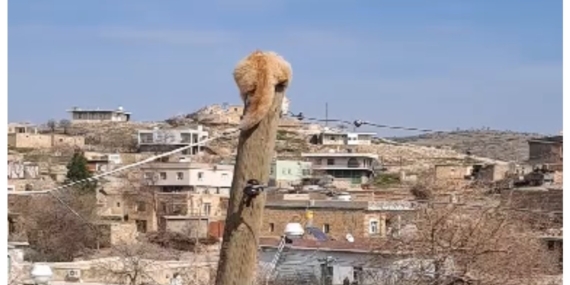 Ağaçtan Kaçan Kediyi İtfaiye Kurtardı: Köpek ve Kedinin İlginç Hikayesi Ağaçtan Kaçan Kediyi İtfaiye Kurtardı: Köpek ve Kedinin İlginç Hikayesi