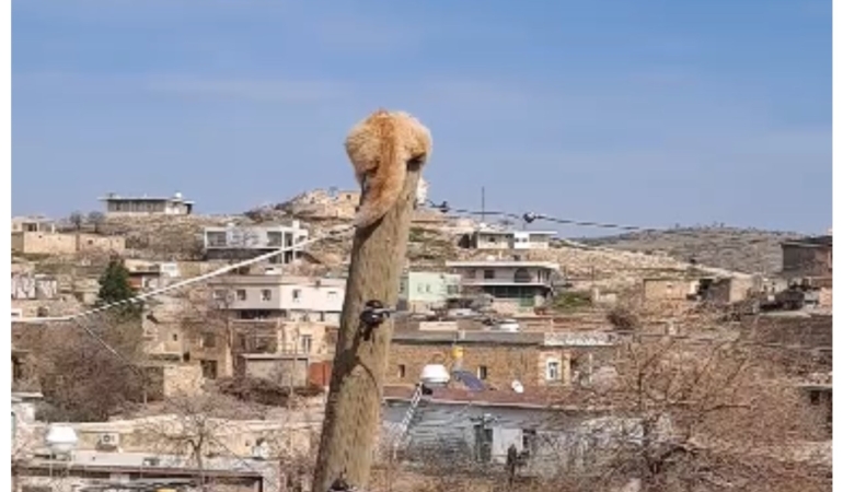 agactan-kacan-kediyi-itfaiye-kurtardi-kopek-ve-kedinin-ilginc-hikayesi-FRmLkrT3.jpg
