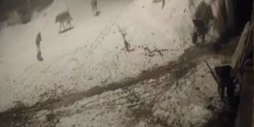 ardahanda-kurt-saldirisi-2-kopek-hedef-oldu-ajSKPlNF.jpg