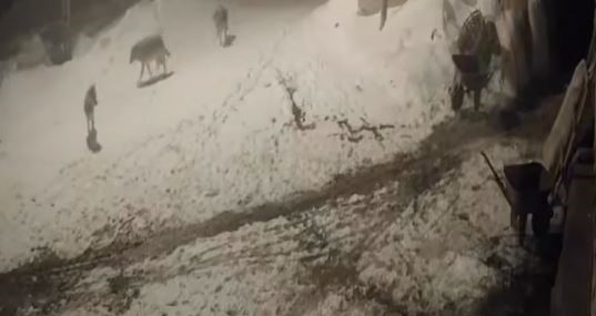 Ardahan'da Kurt Saldırısı: 2 Köpek Hedef Oldu Ardahan’da Kurt Saldırısı: 2 Köpek Hedef Oldu