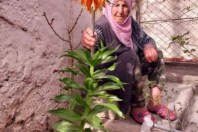 diyarbakirda-90-yasindaki-kadinin-esinin-anisina-ters-lalelere-goz-bebegi-gibi-bakisi-PAtJ6ewS.jpg