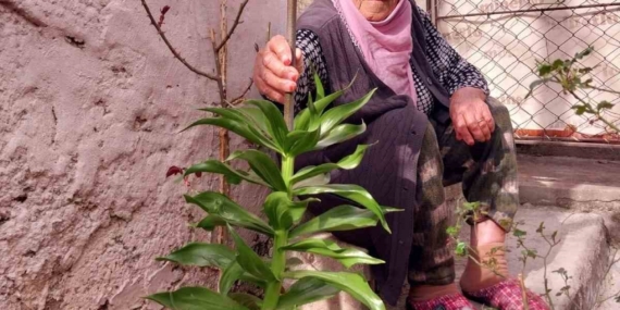 Diyarbakır'da 90 Yaşındaki Kadının Eşinin Anısına Ters Lalelere Göz Bebeği Gibi Bakışı Diyarbakır’da 90 Yaşındaki Kadının Eşinin Anısına Ters Lalelere Göz Bebeği Gibi Bakışı