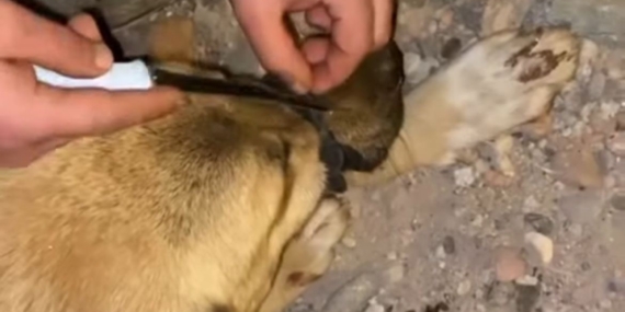 Diyarbakır'da İple Bağlı Köpek Kurtarıldı Diyarbakır’da İple Bağlı Köpek Kurtarıldı