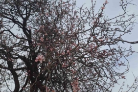 diyarbakirin-silvan-ilcesinde-badem-agaclari-cicek-acti-7EkEYTlV.jpg