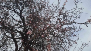 diyarbakirin-silvan-ilcesinde-badem-agaclari-cicek-acti-7EkEYTlV.jpg