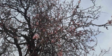 diyarbakirin-silvan-ilcesinde-badem-agaclari-cicek-acti-7EkEYTlV.jpg