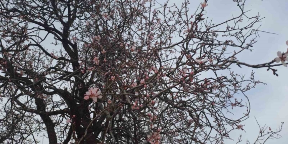 Diyarbakır'ın Silvan İlçesinde Badem Ağaçları Çiçek Açtı Diyarbakır’ın Silvan İlçesinde Badem Ağaçları Çiçek Açtı