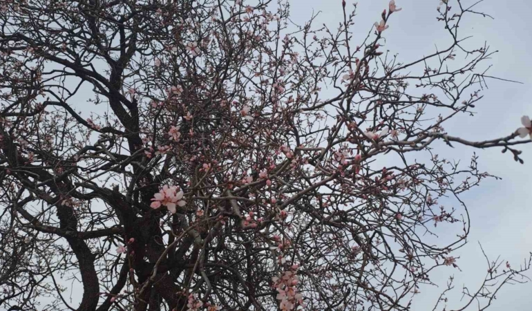 diyarbakirin-silvan-ilcesinde-badem-agaclari-cicek-acti-7EkEYTlV.jpg