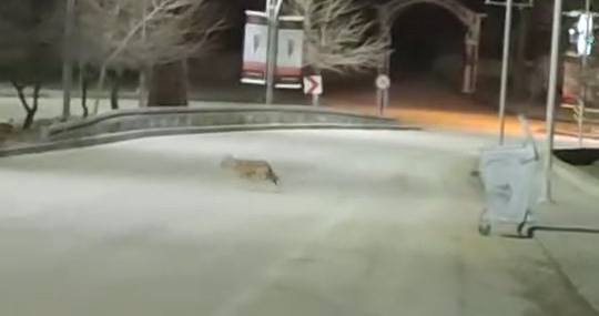 Elazığ Harput Mahallesi'nde Kurt Sürüsü Görüntülendi Elazığ Harput Mahallesi’nde Kurt Sürüsü Görüntülendi