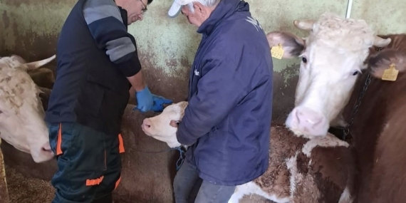 Elazığ’da Aşı ve Küpeleme Uygulamaları: Sağlıkta Yeni Bir Dönem