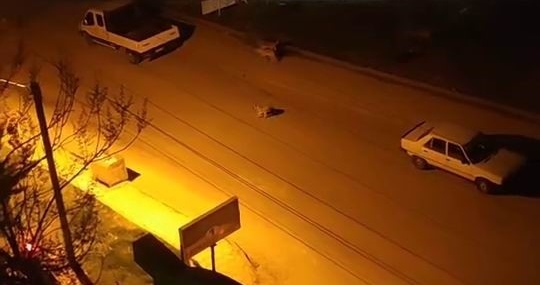 Elazığ'da Sokak Köpeklerinin Çocuğa Saldırısı: Güvenlik Önlemleri ve Çözüm Önerileri Elazığ’da Sokak Köpeklerinin Çocuğa Saldırısı: Güvenlik Önlemleri ve Çözüm Önerileri