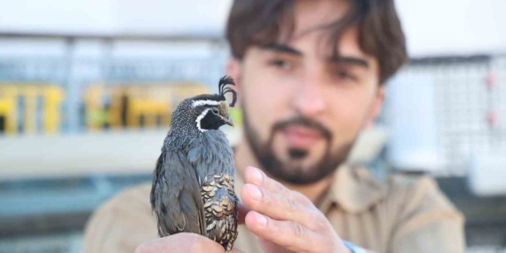 Elazığlı Öğrenci, Egzotik Bıldırcın Çiftliği Kurarak Yurt Dışına İhraç Ediyor Elazığlı Öğrenci, Egzotik Bıldırcın Çiftliği Kurarak Yurt Dışına İhraç Ediyor