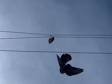 Elektrik Tellerine Takılan Güvercini Kurtarmak İçin Seferberlik İlan Edildi Elektrik Tellerine Takılan Güvercini Kurtarmak İçin Seferberlik İlan Edildi