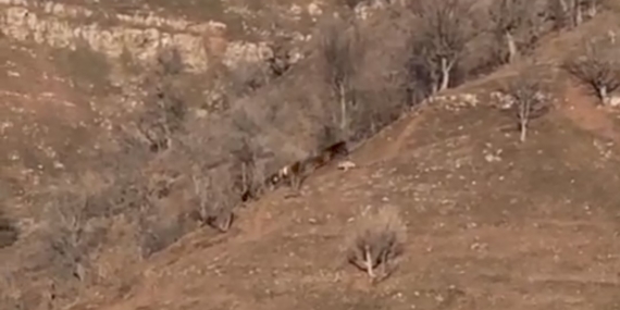Hakkari Derecik'te Kurt Saldırısı: İnek Yaralandı Hakkari Derecik’te Kurt Saldırısı: İnek Yaralandı