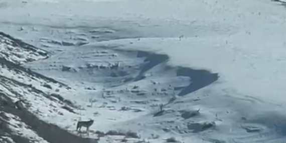 Kars'ta Kurtların Yerleşim Alanlarına İnişi Şaşkınlık Yarattı Kars’ta Kurtların Yerleşim Alanlarına İnişi Şaşkınlık Yarattı