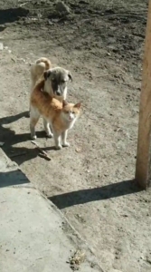 karsta-sicak-dostluk-kedi-ve-kopegin-unutulmaz-anlari-kamerada-GP5pn9z9.jpg