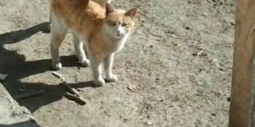 karsta-sicak-dostluk-kedi-ve-kopegin-unutulmaz-anlari-kamerada-GP5pn9z9.jpg
