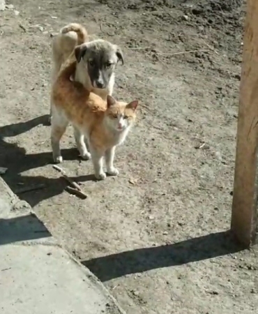 karsta-sicak-dostluk-kedi-ve-kopegin-unutulmaz-anlari-kamerada-GP5pn9z9.jpg