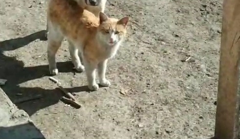 Kars'ta Sıcak Dostluk: Kedi ve Köpeğin Unutulmaz Anları Kamerada Kars’ta Sıcak Dostluk: Kedi ve Köpeğin Unutulmaz Anları Kamerada