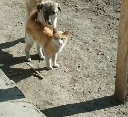 karsta-sicak-dostluk-kedi-ve-kopegin-unutulmaz-anlari-kamerada-GP5pn9z9.jpg