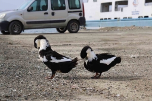 keban-baraj-golu-zengin-fauna-cesitliligiyle-doganin-gozbebegi-zpa3t6l6.jpg