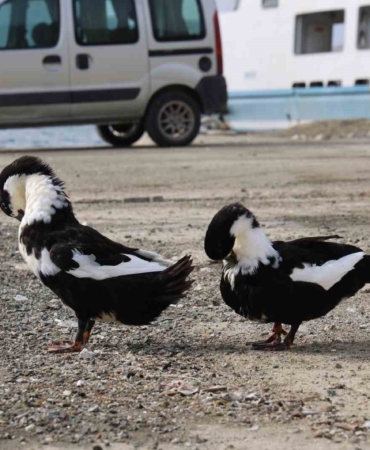 keban-baraj-golu-zengin-fauna-cesitliligiyle-doganin-gozbebegi-zpa3t6l6.jpg
