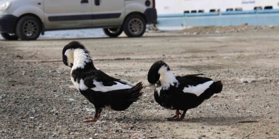 Keban Baraj Gölü: Zengin Fauna Çeşitliliğiyle Doğanın Gözbebeği Keban Baraj Gölü: Zengin Fauna Çeşitliliğiyle Doğanın Gözbebeği