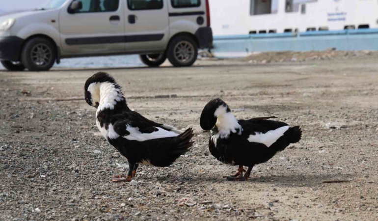 keban-baraj-golu-zengin-fauna-cesitliligiyle-doganin-gozbebegi-zpa3t6l6.jpg