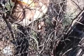 Keban'da Yavru Köpek Kurtarıldı kebanda-yavru-kopek-kurtarildi-aThrmGzz.jpg